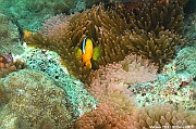 Entacmaea quadricolor-Maldives Fish Head-3m-20240423-da-DSC_6214_tn